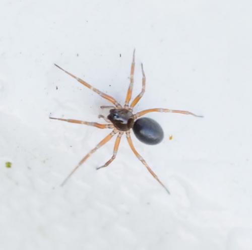 Réf. 245 924 : Oedothorax apicatus